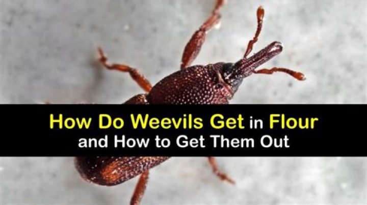 What to do if flour has weevils?