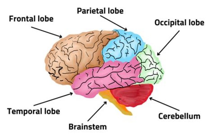What TV does to the brain?