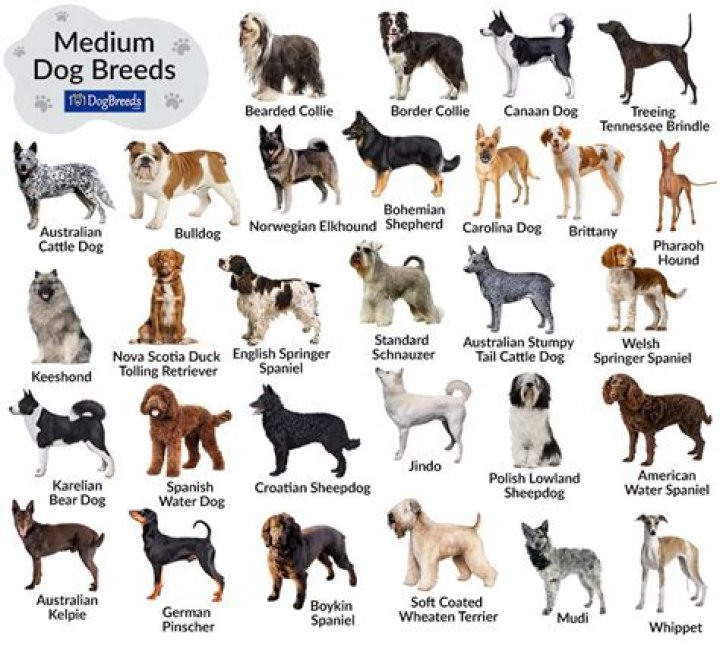 Which dog breed is man's best friend?