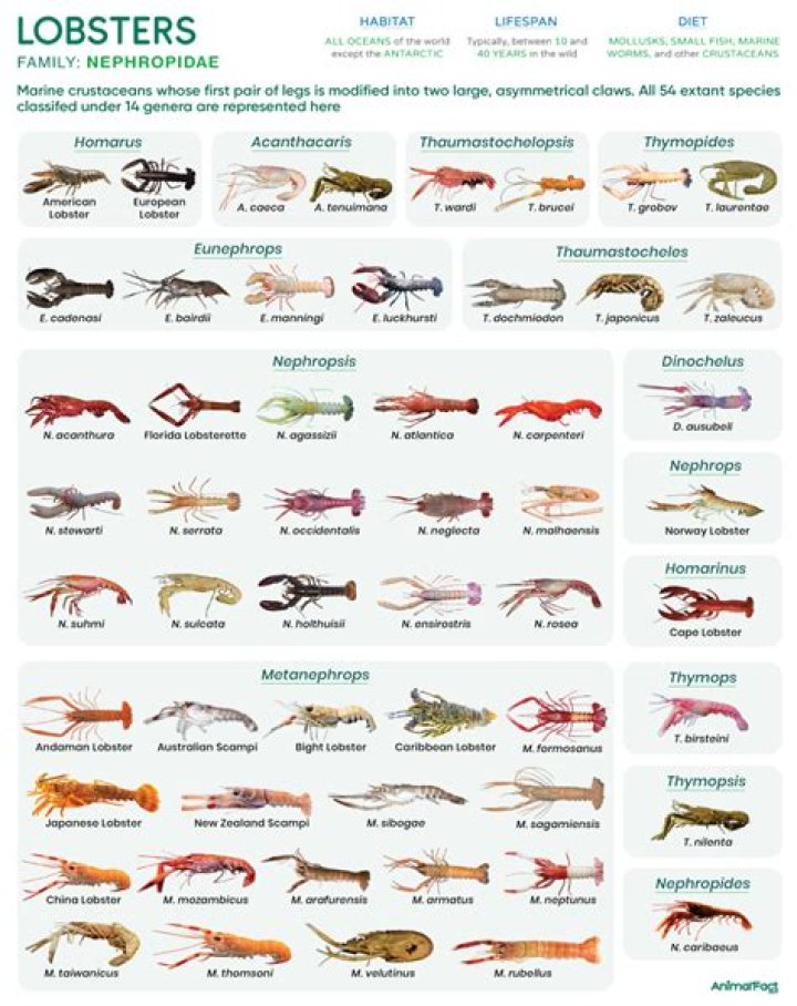 Which part of lobster is not edible?