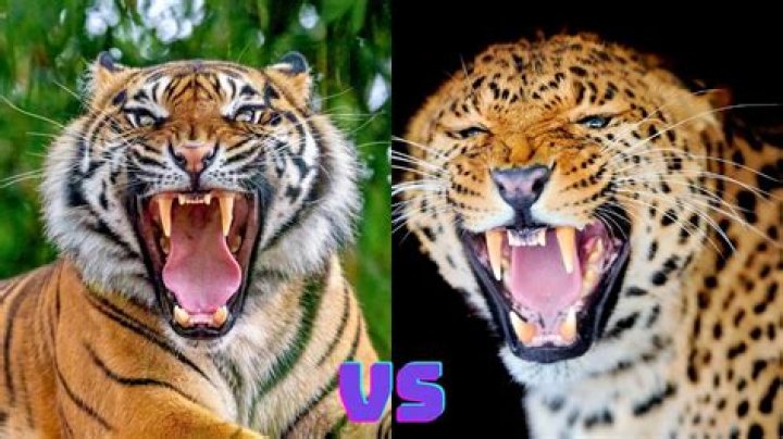 Who is more powerful tiger or leopard?