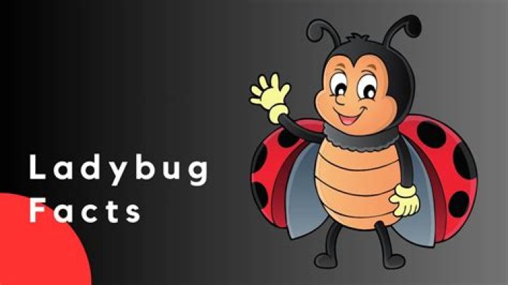 Why are ladybugs important?