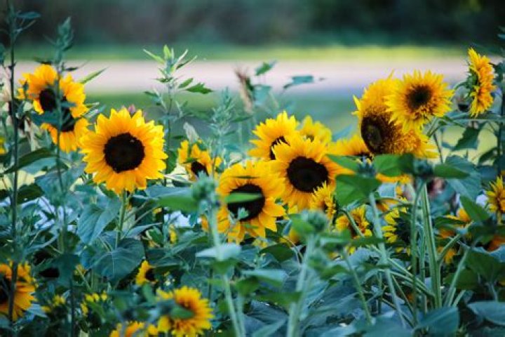 Why are my sunflowers leggy?