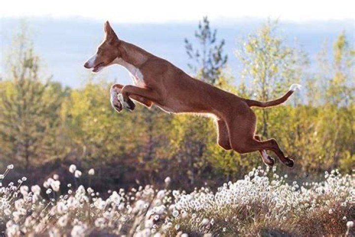 Why do dogs like to be chased?