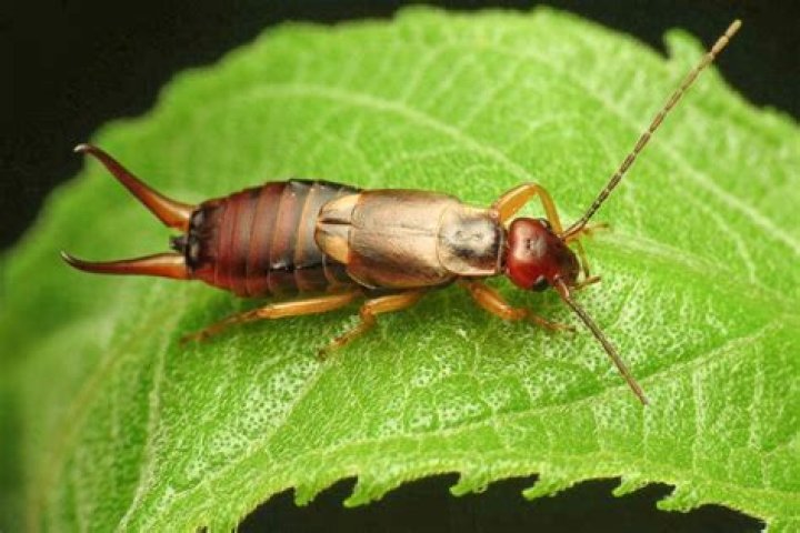 Why do we have earwigs?