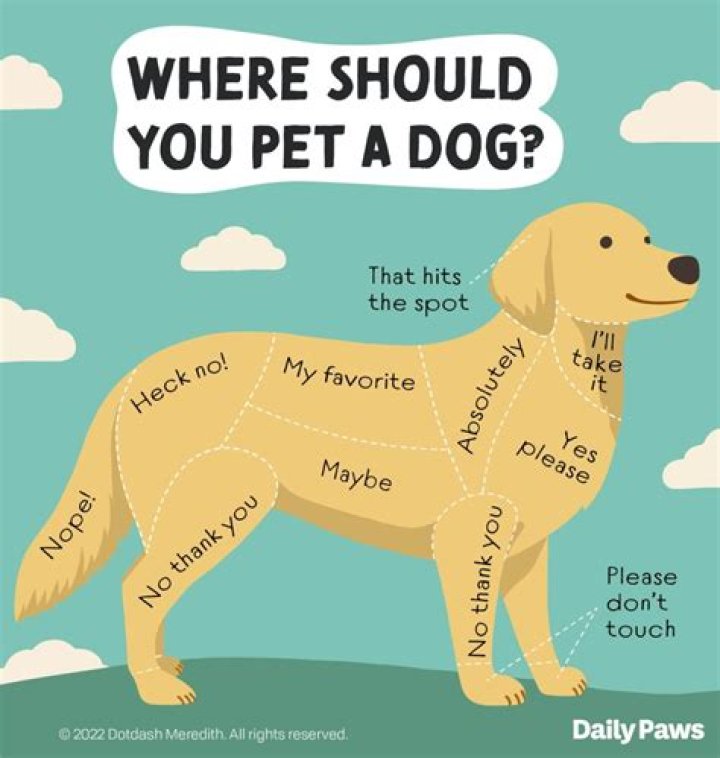 Why does my dog's skin jump when I touch him?