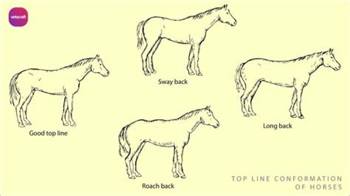 Why does my horse only want to lunge one way?