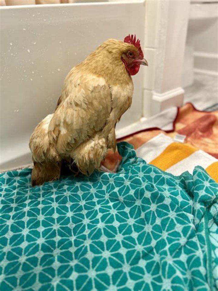 Why is my chicken squatting?