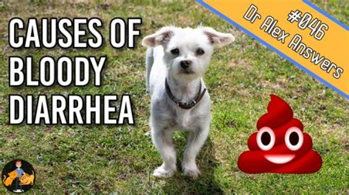 Why is my dog pooping diarrhea with blood?