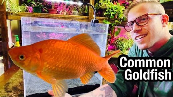 Why is my goldfish hitting the tank?