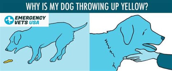 Why is my puppy throwing up yellow?