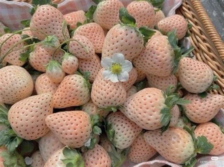 Why is strawberry so expensive?