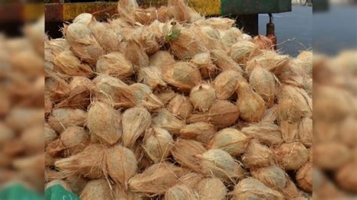 Why pregnant ladies should not break coconut?