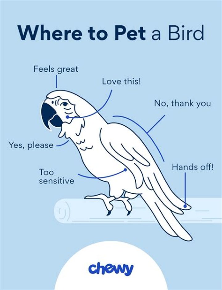 Why shouldnt you pet a bird's back?