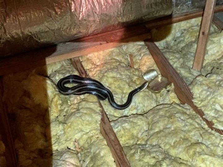 Will snakes get in your bed?