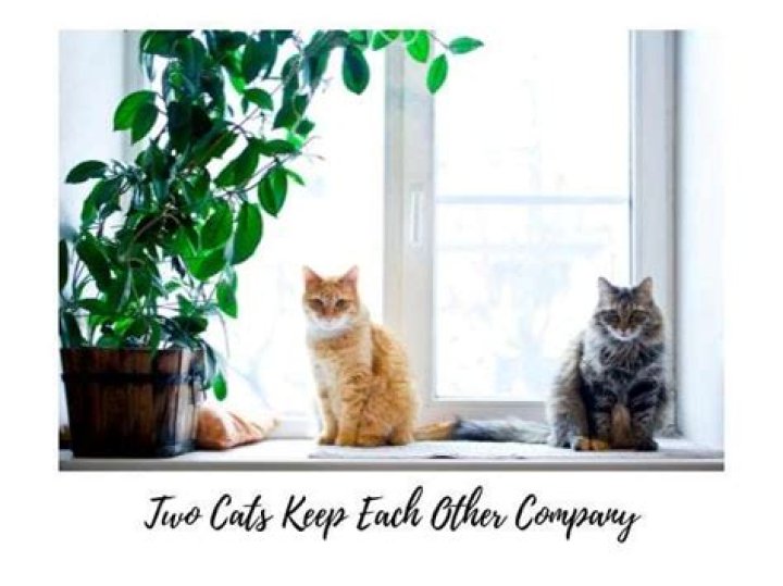 Will two cats keep each other company?